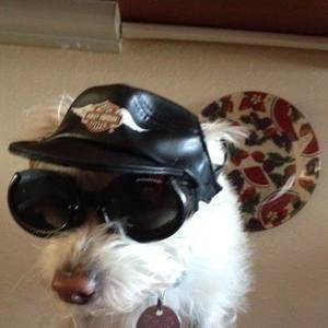 Meet your Posher, Roy